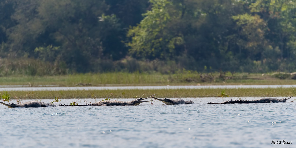 The gharial or Indian Alligator, Katarniaghat Wildlife San… Flickr