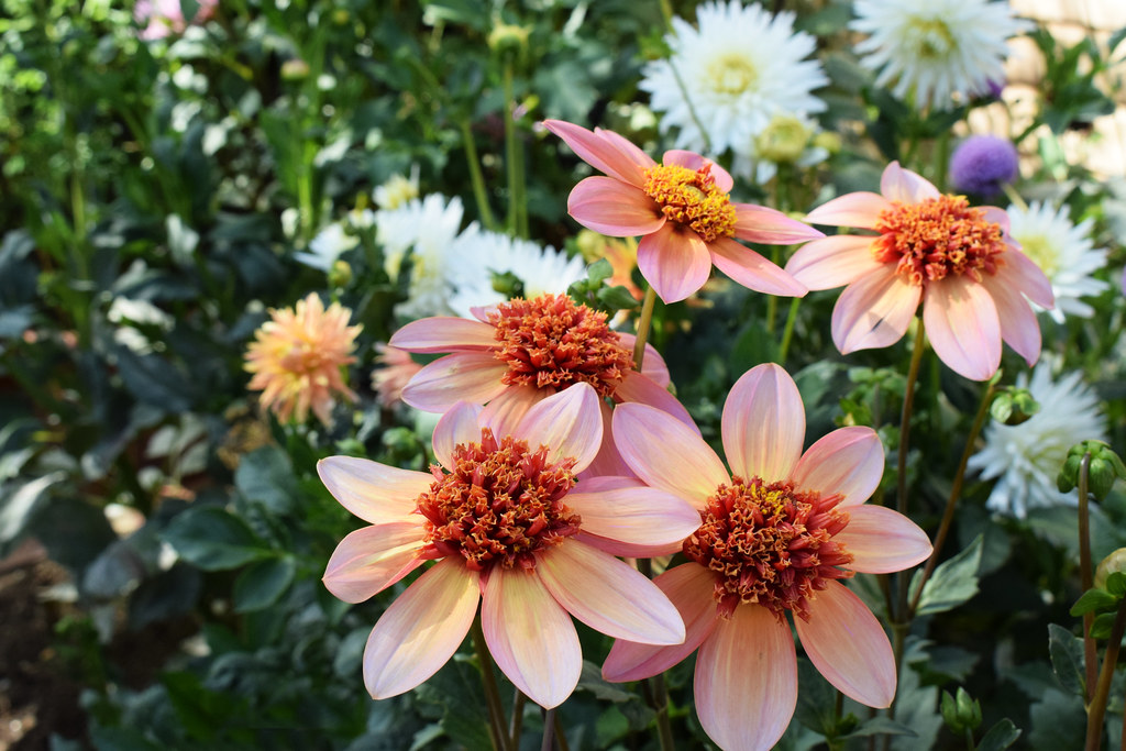 Macmillan Coastal Garden Trail 2018 Peacehaven Open Garden… Flickr