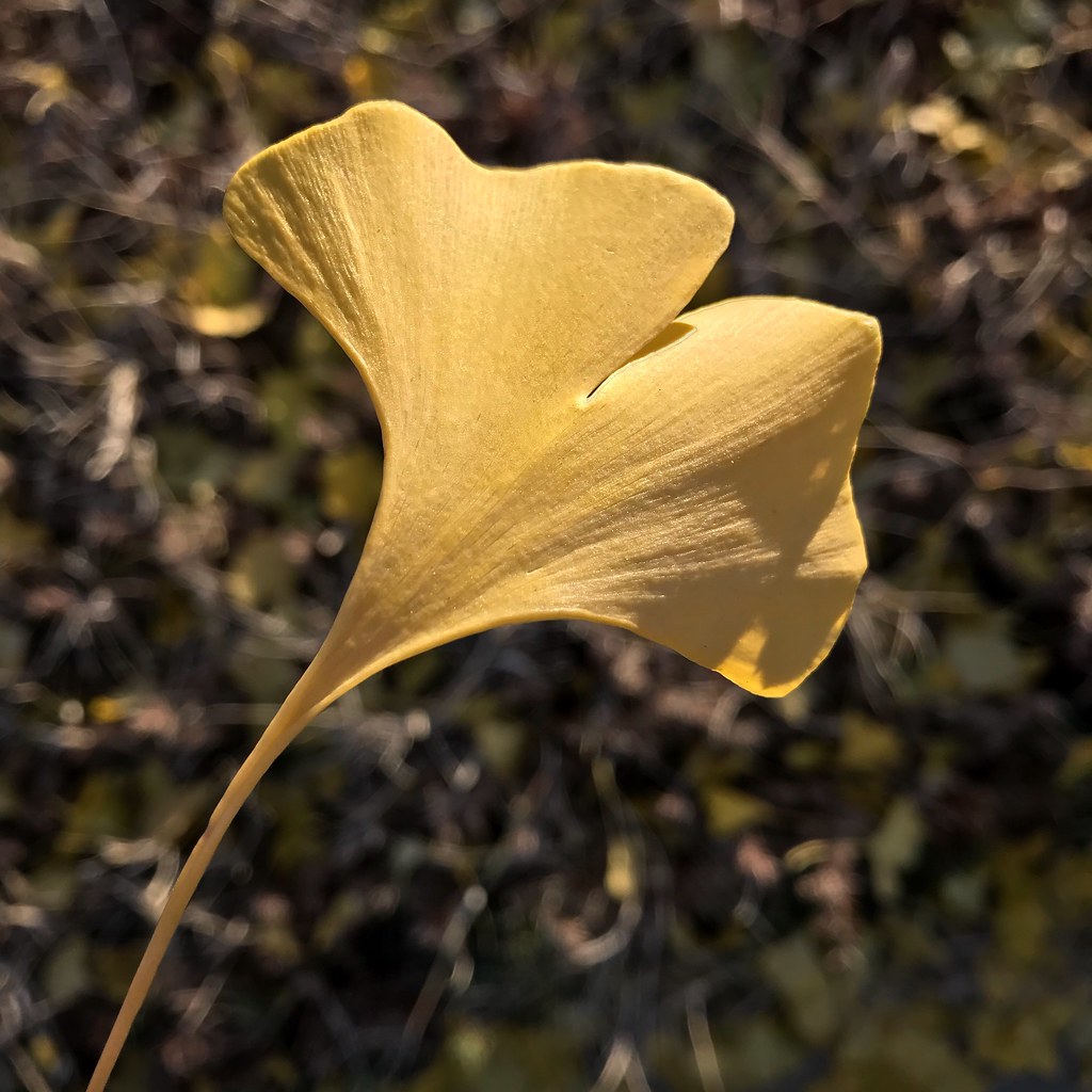 Ginkgo biloba autumn leaf Taken with the HDR setting on my… Flickr