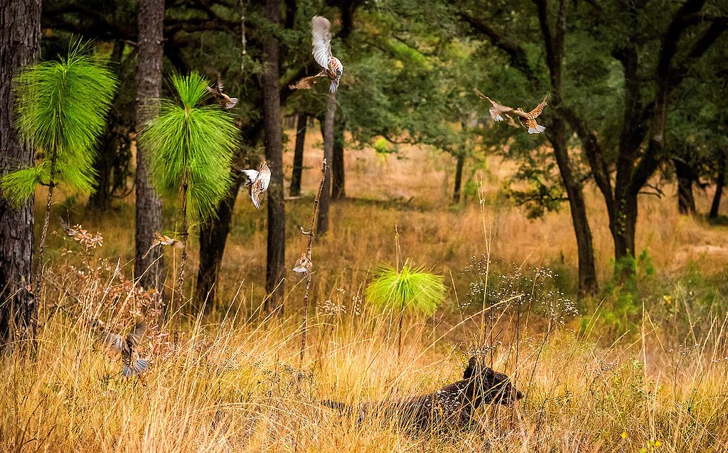 Quail Plantation Albany Antlers and Anglers Worldwide, LLC
