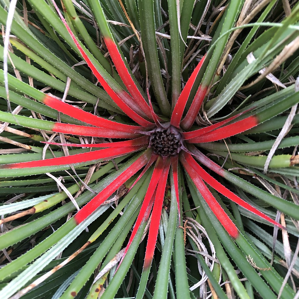 "Christmas Plant" I can't give the name, but showing in th… Flickr