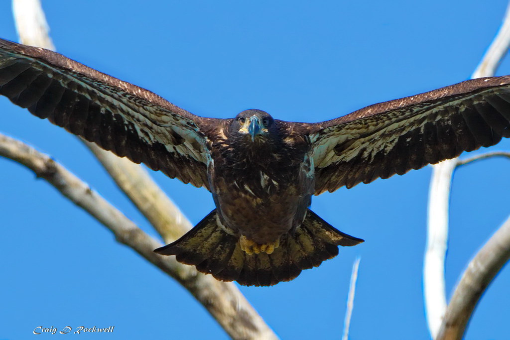 Eagles of Montezuma Wildlife Refuge Flickr