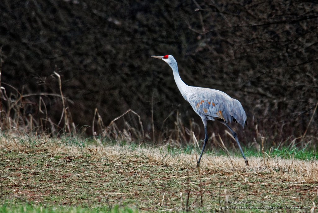 Sandhill Cranes_Hiwassee Wildlife Refuge_Tennessee (5) Flickr