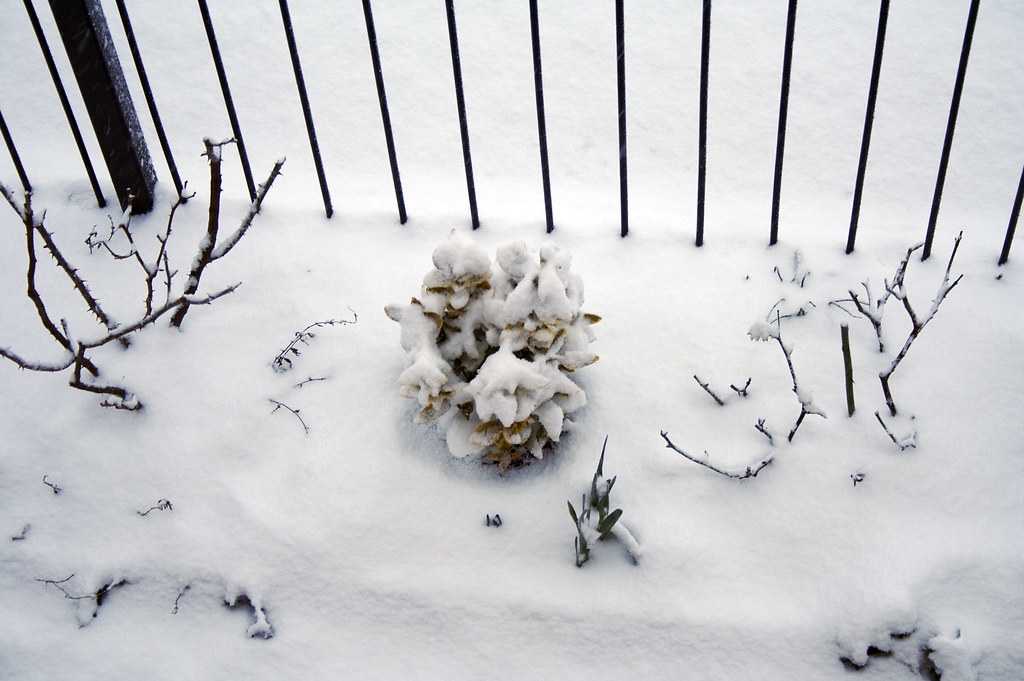 Snow covered plants Top of some plants covered in snow. Richard