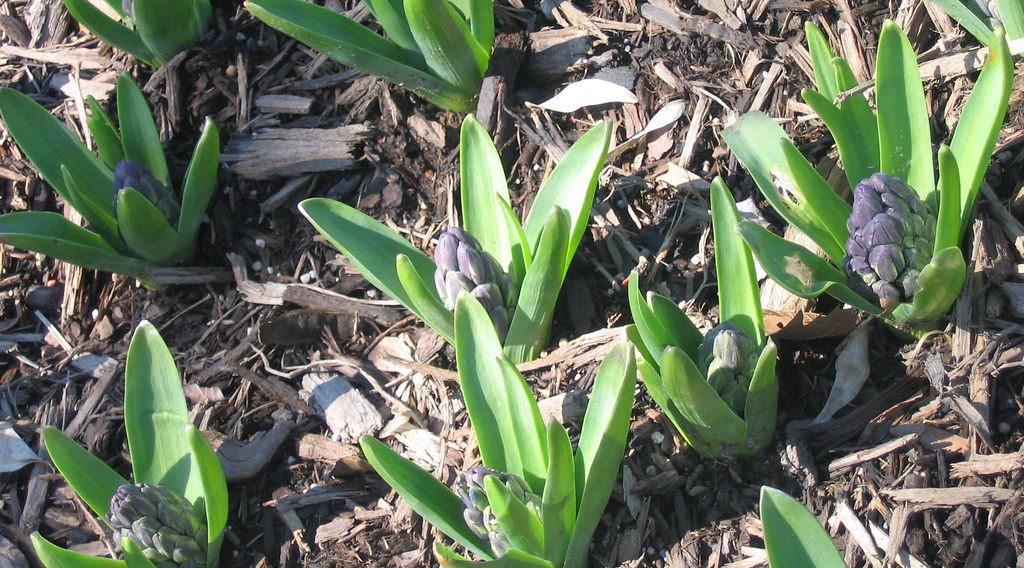 Emerging hyacinth These are going to smell terrific. Kasmira Flickr