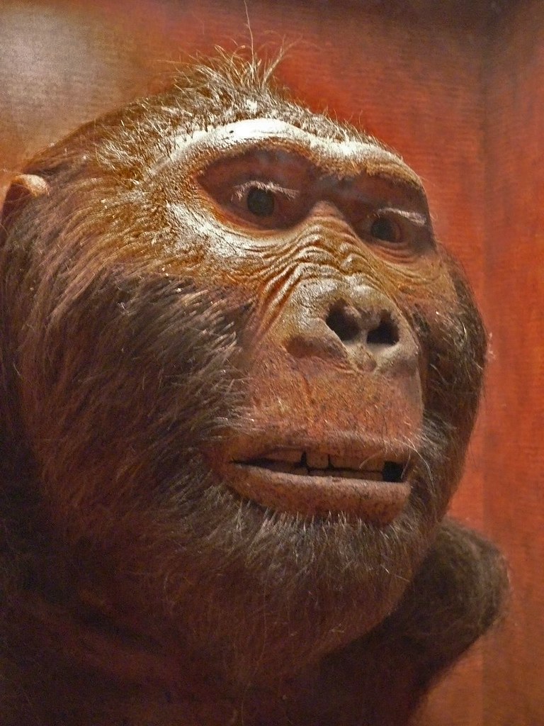 Zinjanthropus Reconstruction a photo on Flickriver