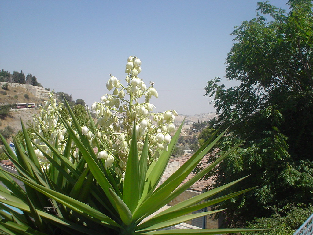 Flowers of Jerusalem Nice to find some flowers in this oth… Flickr