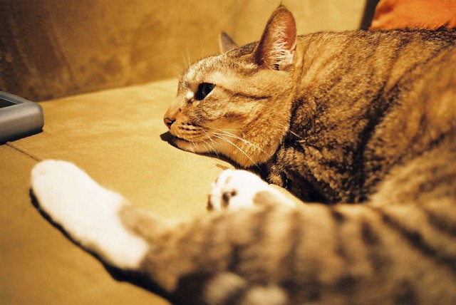 便便 bian bian cat name "bian bian" Juneyue hou Flickr