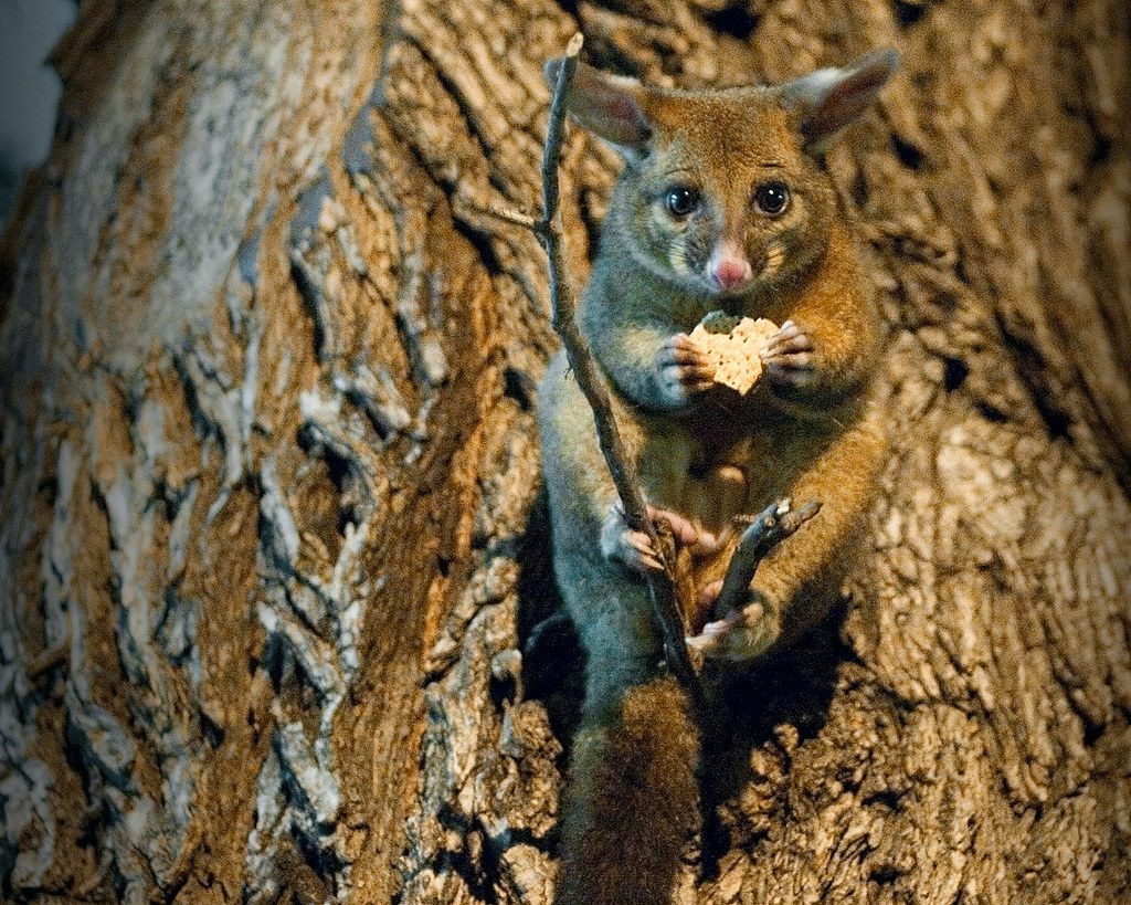 Friendly Possum A friendly possum that I met in the flagst… Flickr