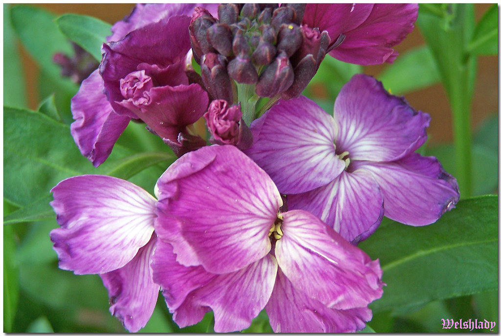 Wallflowers....... growing in my garden. welshlady Flickr
