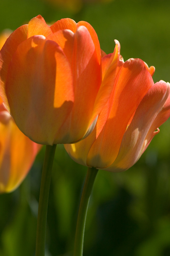 tulips Elizabeth Park, Hartford Barry Donaghue Flickr