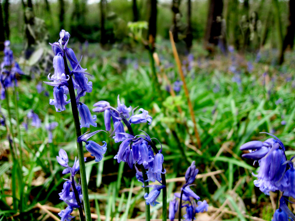 The spirit of Grace Dieu Wood (Look Closer) Bluebells (and… Flickr