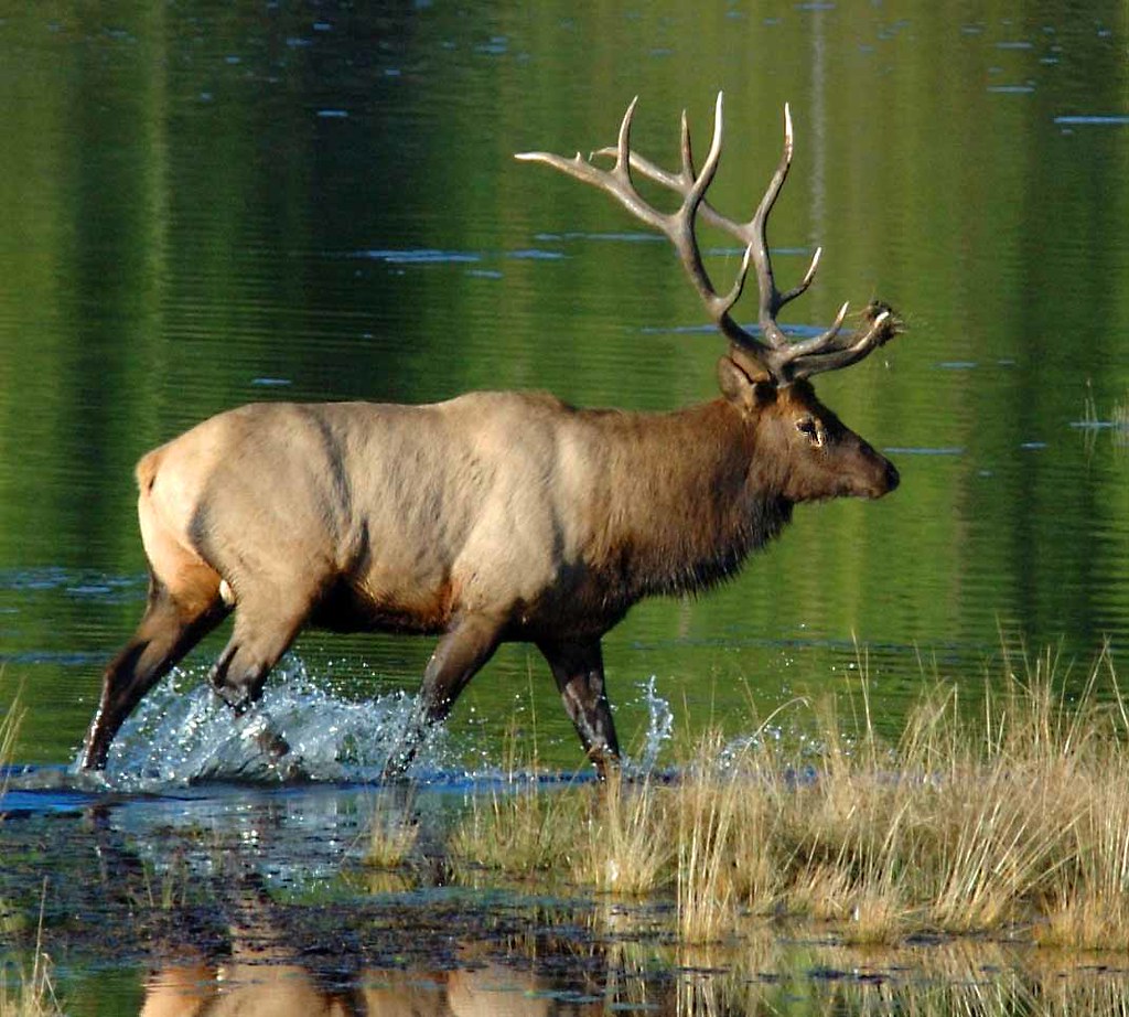 elk Yellowstone National Park Fred Holley Flickr