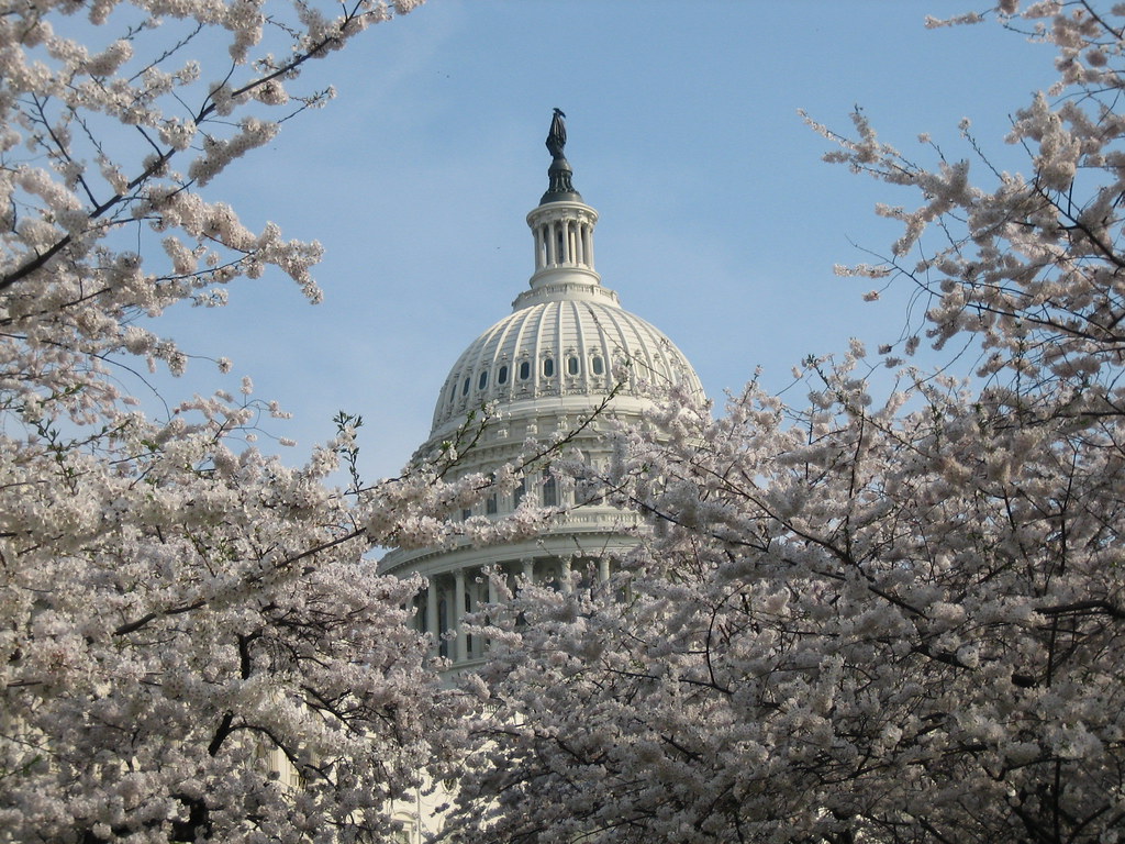 Capitol & Cherry Blossoms Washington DC 33106 Flickr