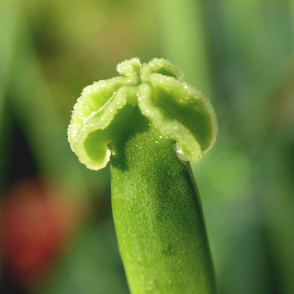 Tulip Seed Pod Just before I cut it off... Jean Flickr