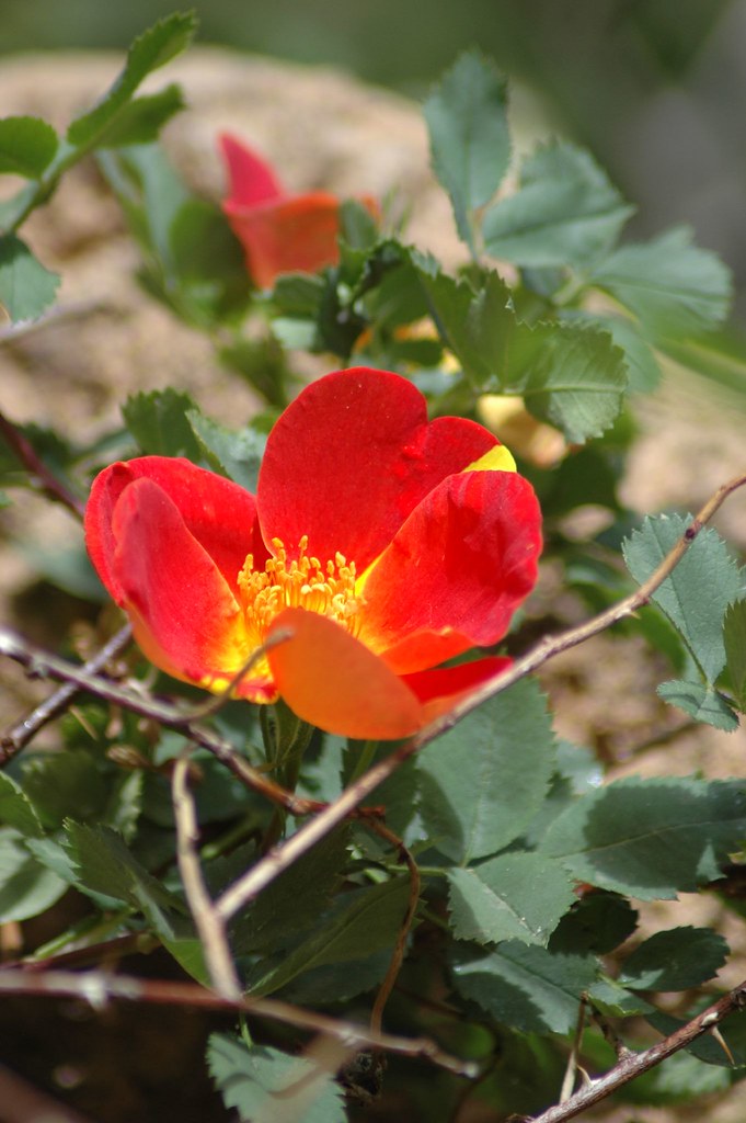 Colorado Springs Wild flower Yvonne Brown Flickr