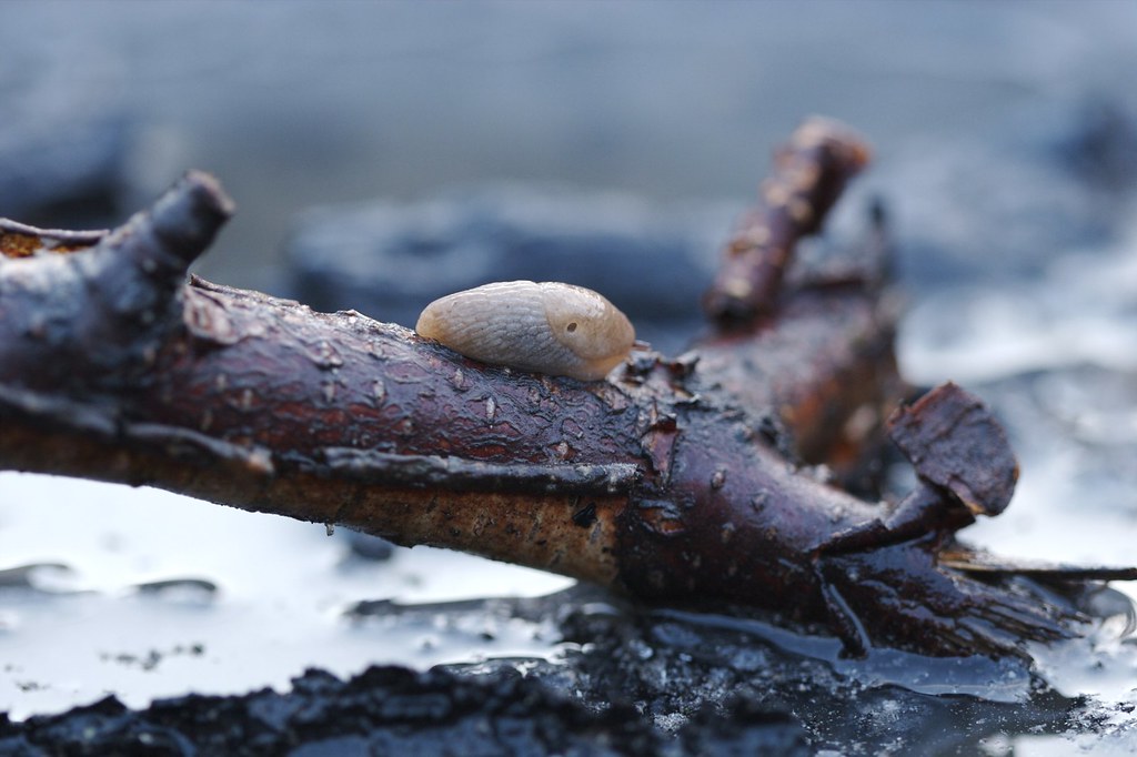 Mr./Ms. Slug In Mordor, apparently. Chuck Olsen Flickr