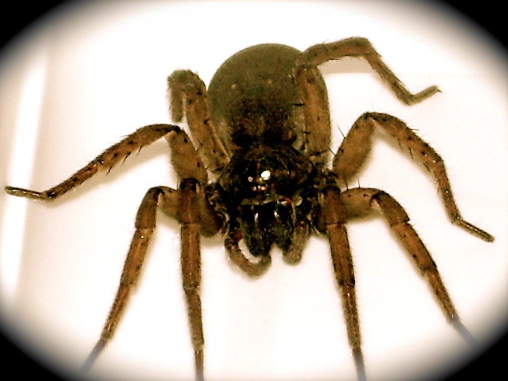 Large Garden Spider Northeast Ohio Randy West Flickr