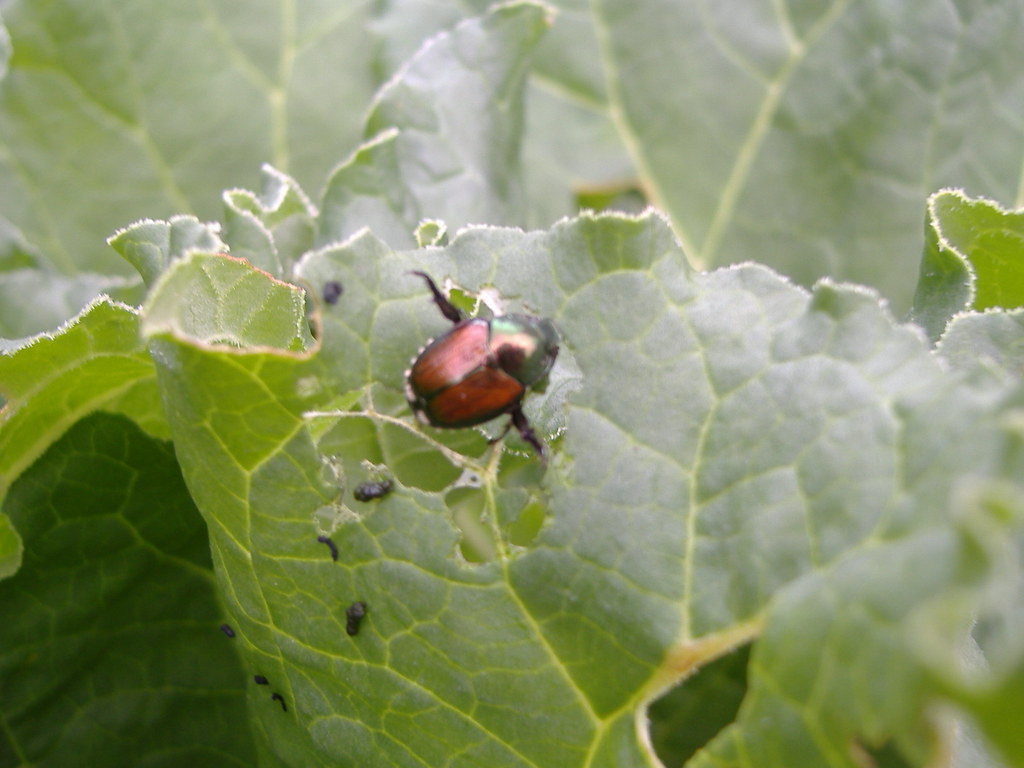 eating my rhubarb & frassing on it this japanese beetle wa… Flickr