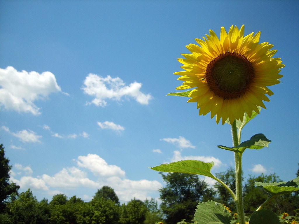 Sunflowers at McKeeBeshers Wildlife Management Area in Po… Flickr