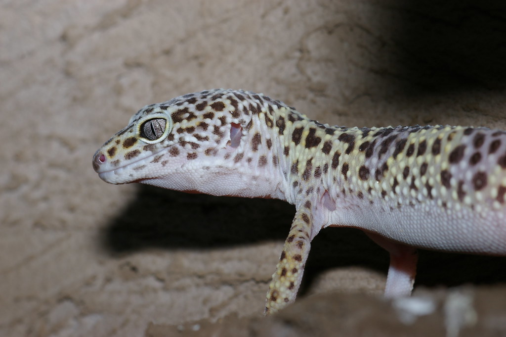 LeopardGecko 01 Einer von Max´ LeopardGeckos. Dieser