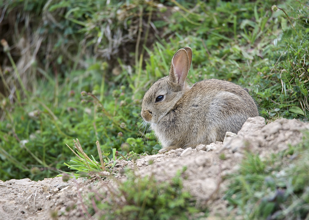 European Rabbit DSC_2577 European Rabbit / oryctolagus