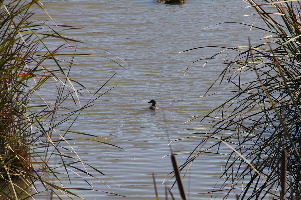 Wildlife in a marshy area on the delta drumsolo892 Flickr