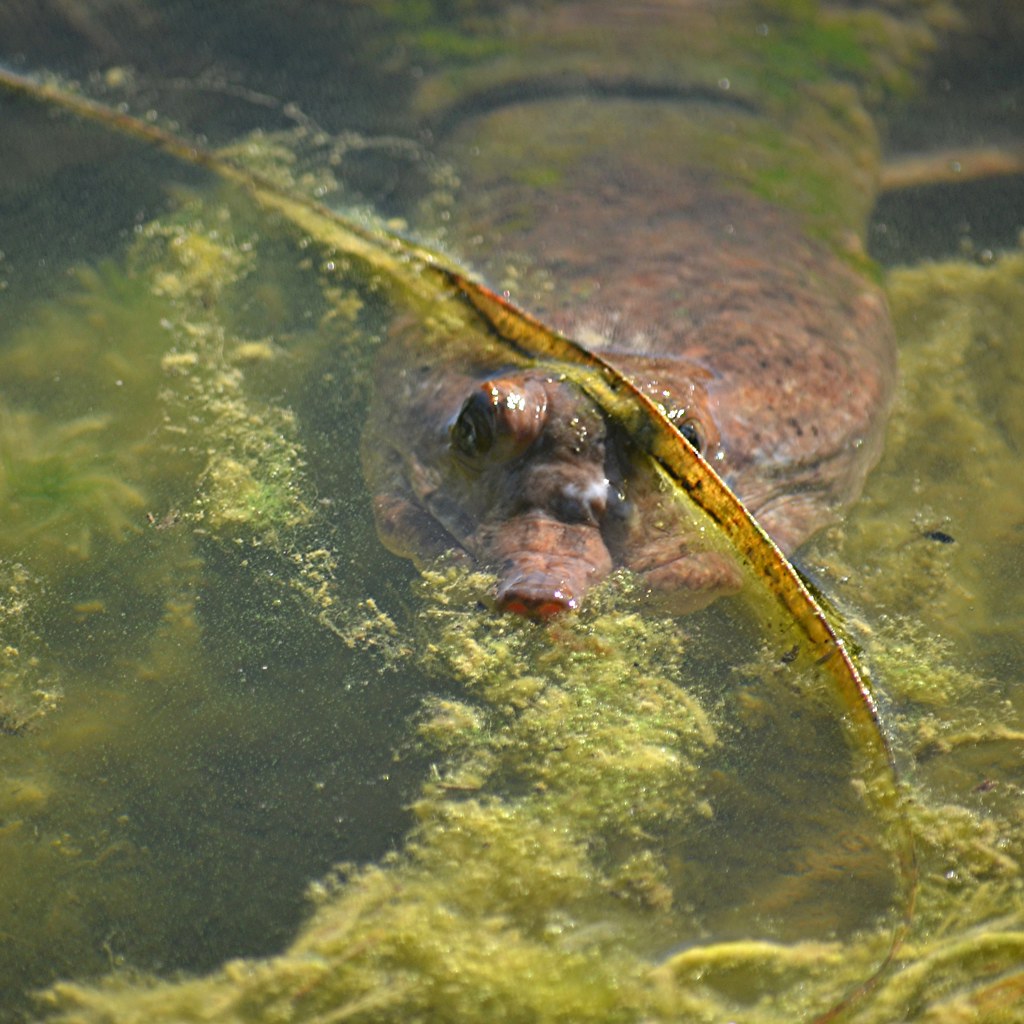 Snorkelnose softshell turtle is surfacing The Florida