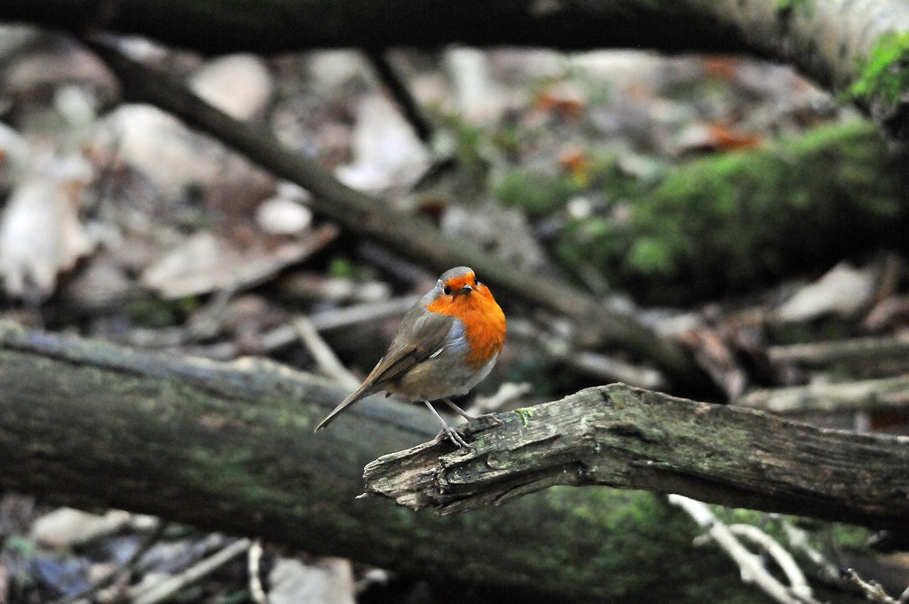 When a robin red breast constantly visits you or crosses your path, a