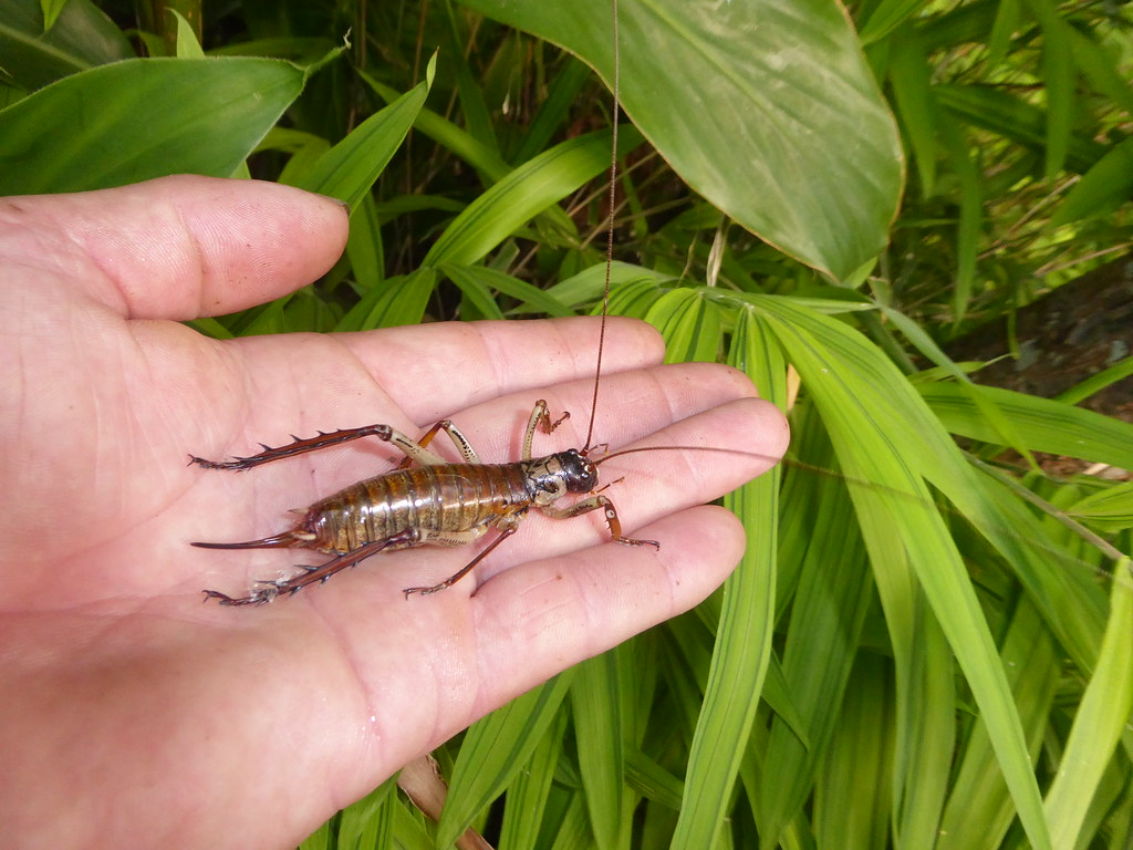 Adult female Auckland tree weta (Hemideina thoracica) Flickr