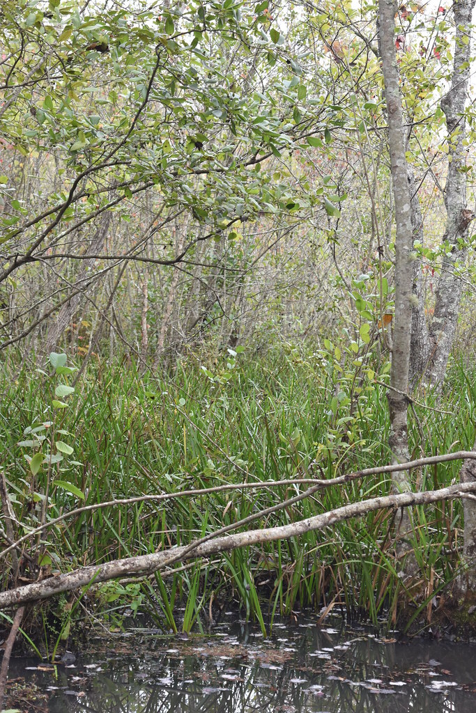 scene Embro Gameland ncwetlands AM (14) NC Wetlands Flickr