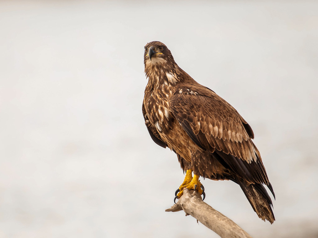 Juvenile Bald Eagle Adult Bald Eagles have white heads and… Flickr