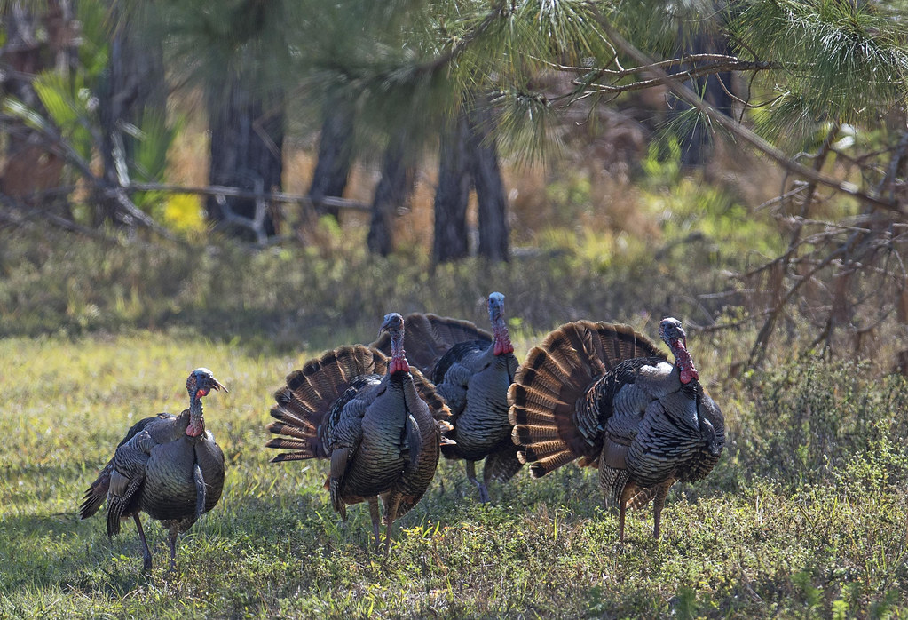 Osceola Wild Turkeys Displaying Crop a photo on Flickriver