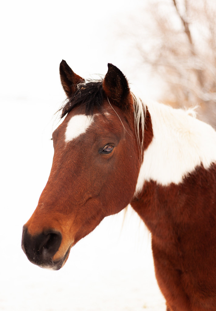 Summer_Orton_Horses003 summer orton Flickr