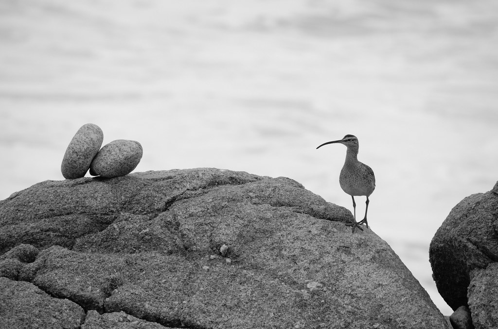 Bird on the rock Ashok Boghani Flickr
