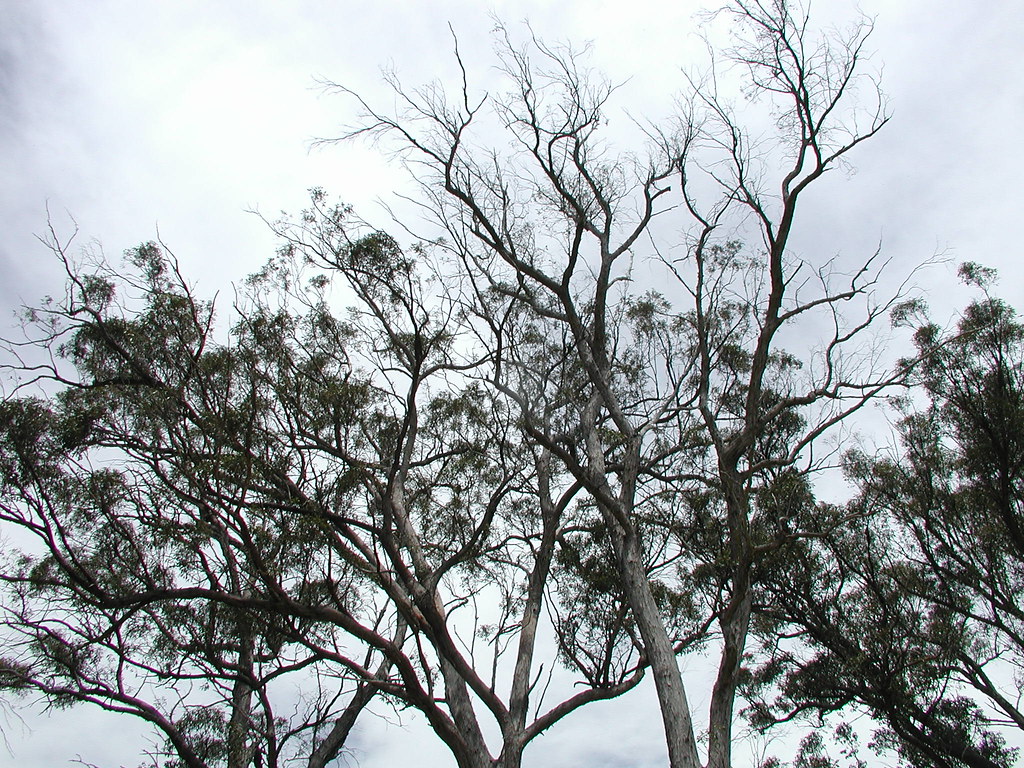 Dying gums in the roadside stop I was going to report this… Flickr