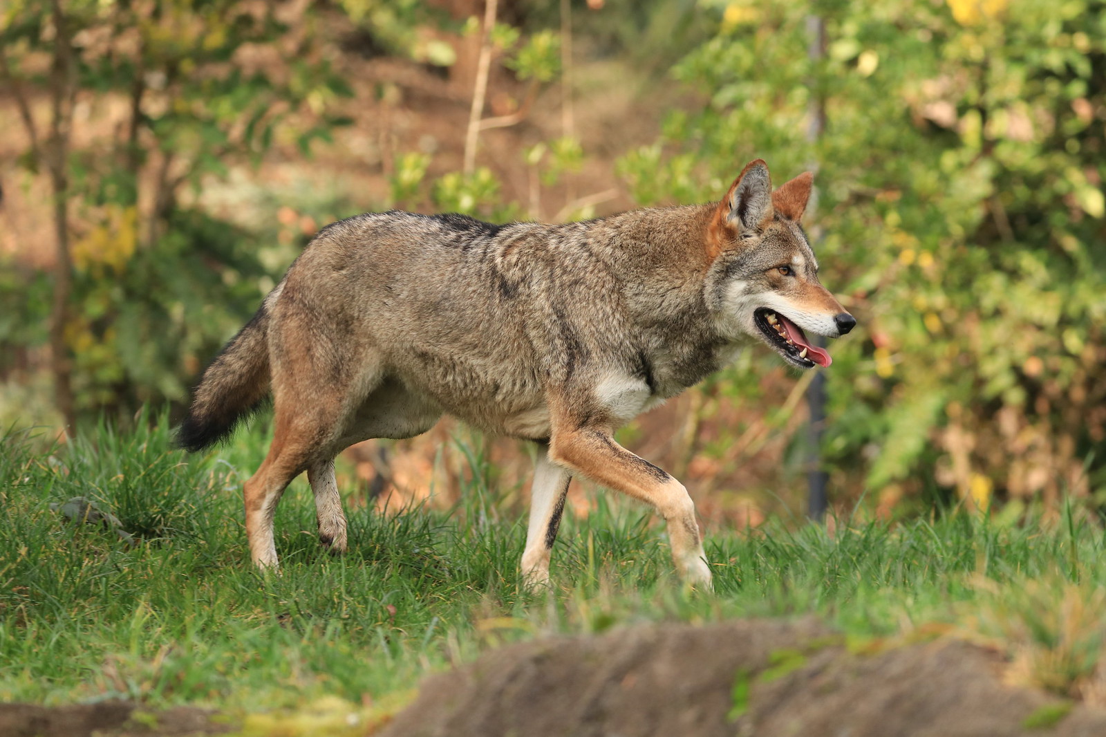 Red Wolf Gallery Flickr