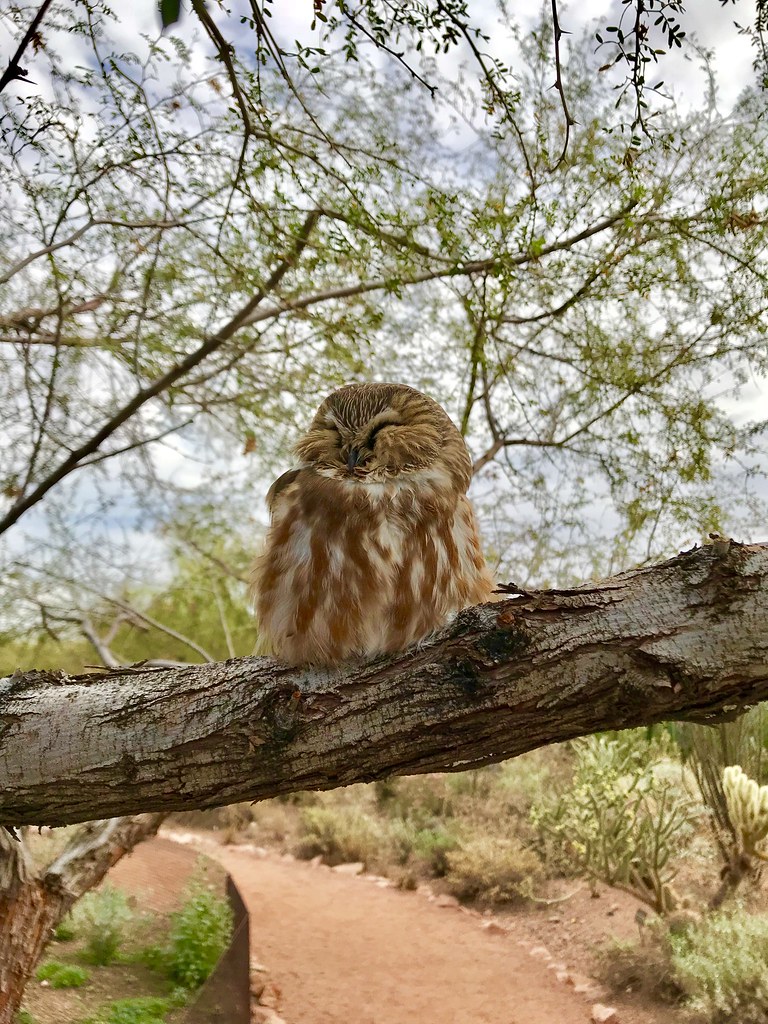 Owl Desert Botanical Gardens Arizona Michele Sersch Flickr