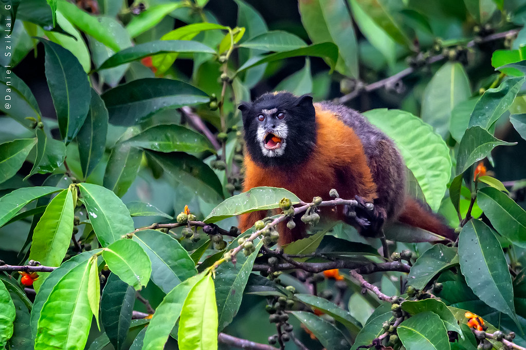 Goldenmantled Tamarin Profile Facts Liefspan Primates Park