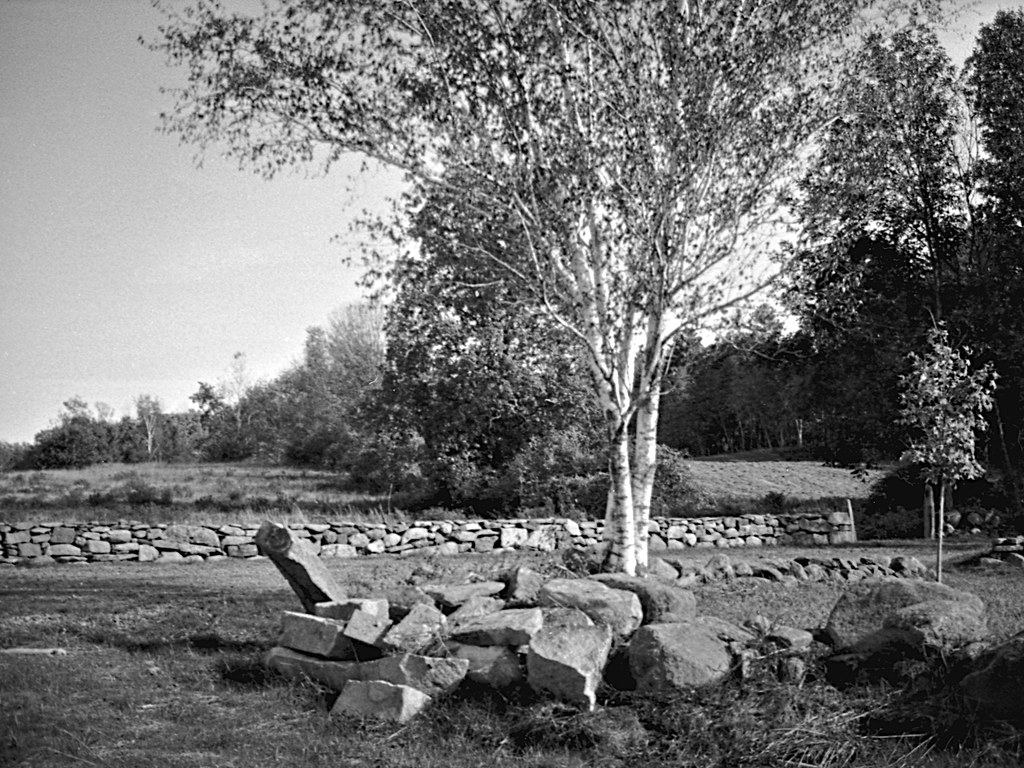 Birches_Burley Farm Conservation Land SE Land Trust of New… Flickr