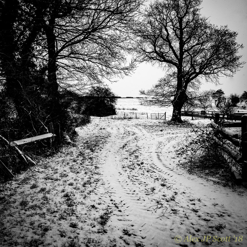 Farm track and tree Alex Scott Flickr