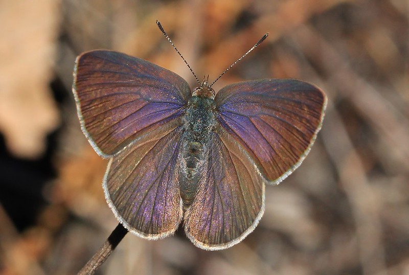 50 Butterfly Species in Australia Insectic
