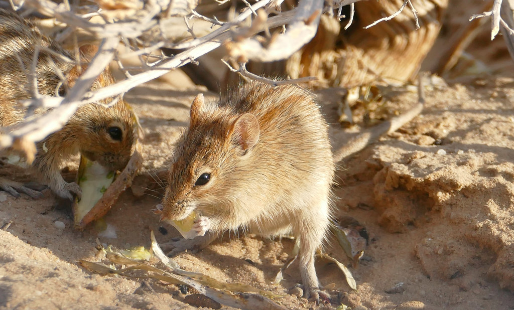 Fourstriped Grass Mice (Rhabdomys pumilio) eating wild fr… Flickr