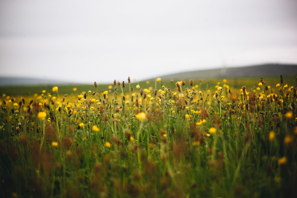 Wild flowers in Orkney Louise Bichan Flickr