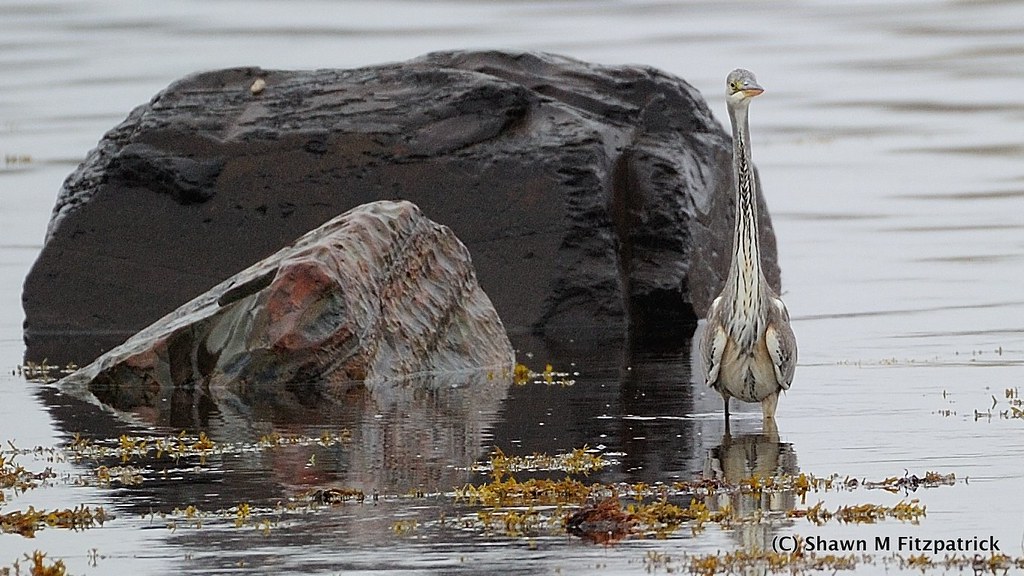 20181103_140600 Gray Heron, Renews, Newfoundland November … Shawn