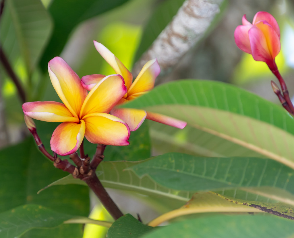 Frangipani Flowers Taken on the Coral Coast of Fiji. Merrillie