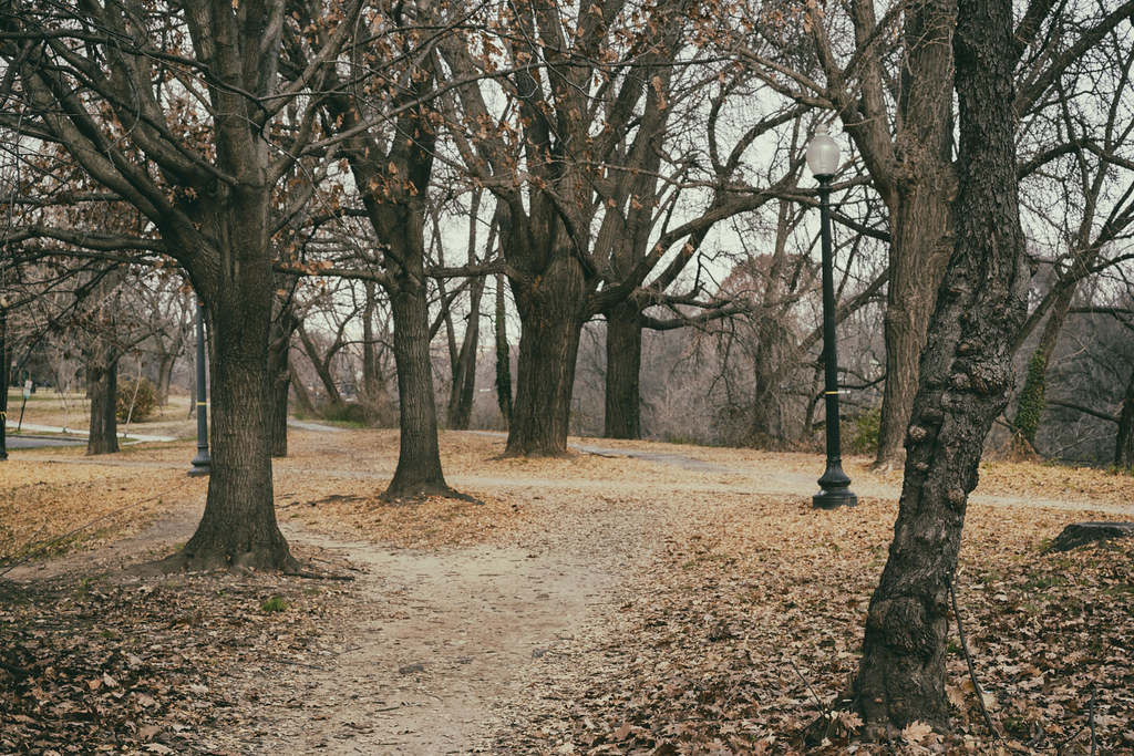 Rose Park Rose Park in Washington, DC. Mike Maguire
