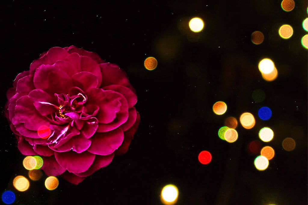 Guelph Ontario Canada Guelph University Arboretum Da… Flickr