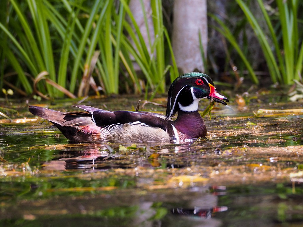 Wood Duck Dining on the Silver River Apparently, this Wood… Flickr