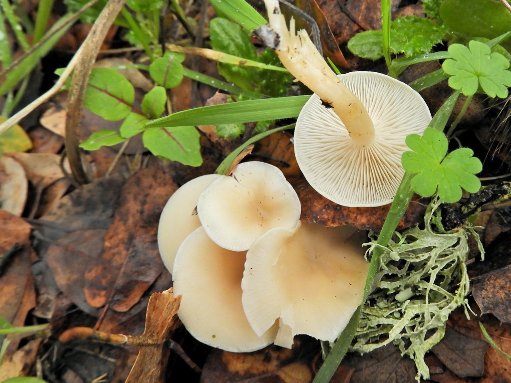 011819riverbend 433 Sweetbread Mushroom, Clitopilus prunul